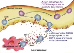 Cells with the CXCR4 receptor reach the bone marrow